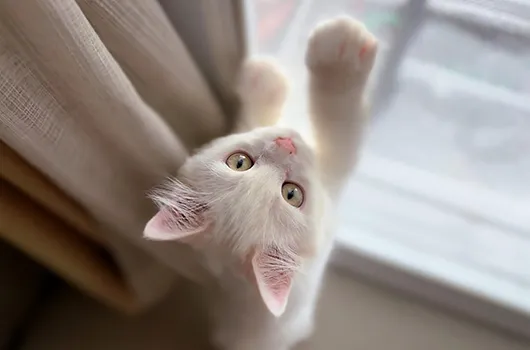 Pet scratches | Canberra honeycomb blinds | Aurora Designs & Window Furnishings